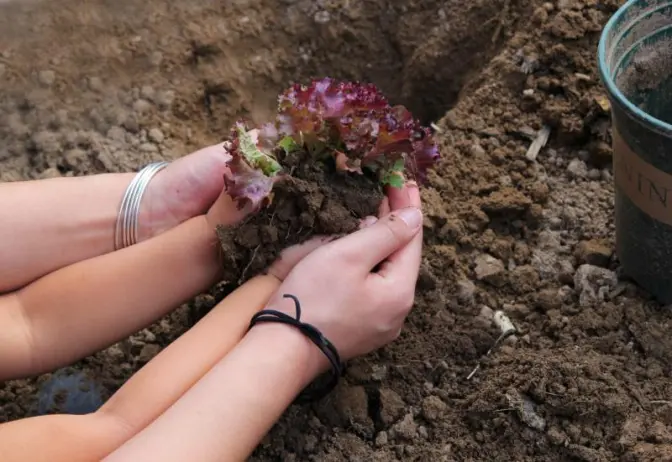 Hands holding dirt, symbolizing growth, nurture, and family care